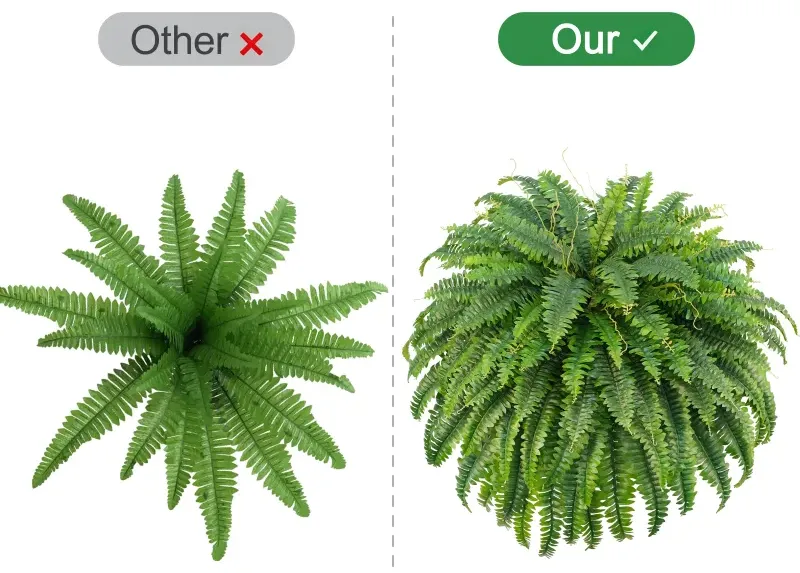 fern
