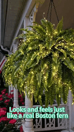 fern