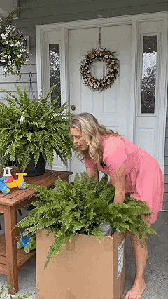 fern