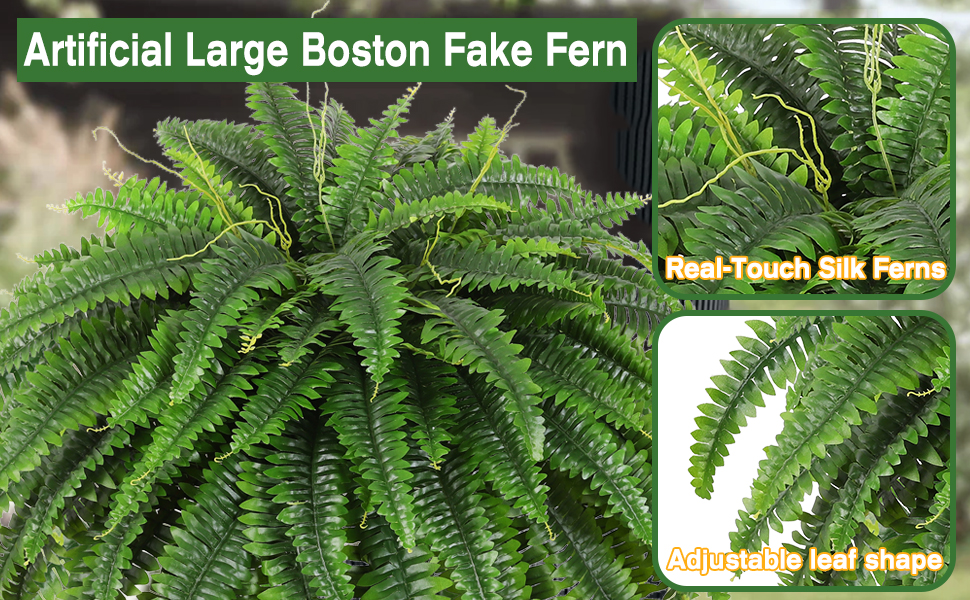 fern