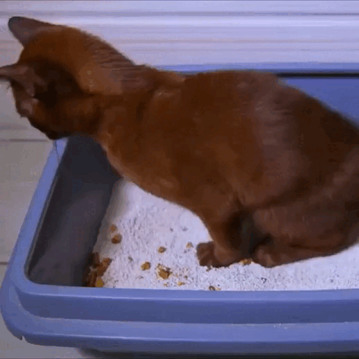 pet