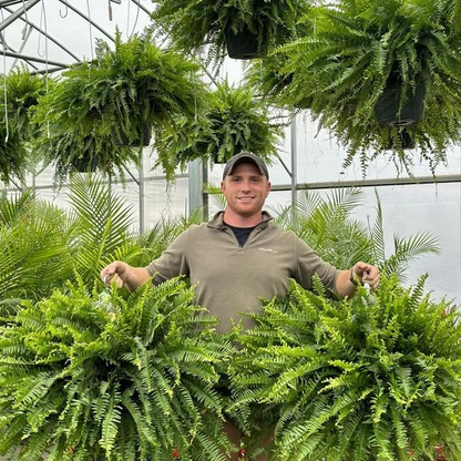 🎁Hot Sale 49% OFF🔥Oversized Pre-Lit Artificial Boston Ferns - No watering, No fading